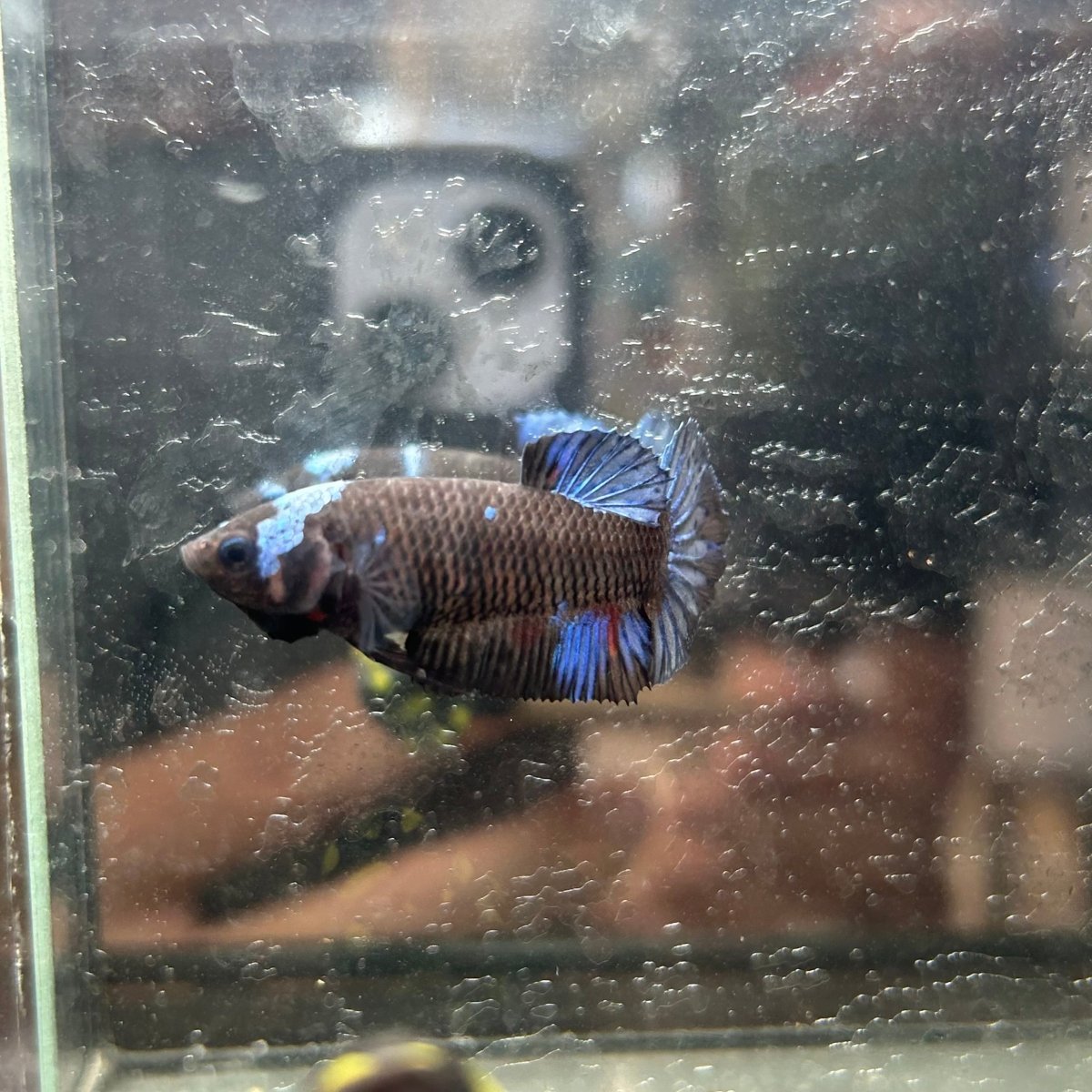 Avarta Copper Plakat - Female Betta 025