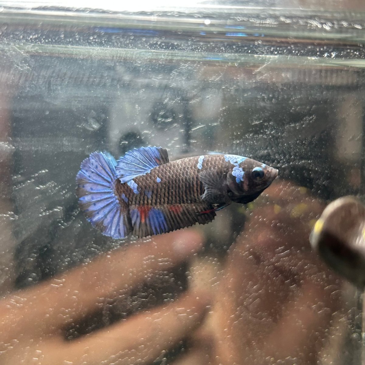 Avarta Copper Plakat - Female Betta 025