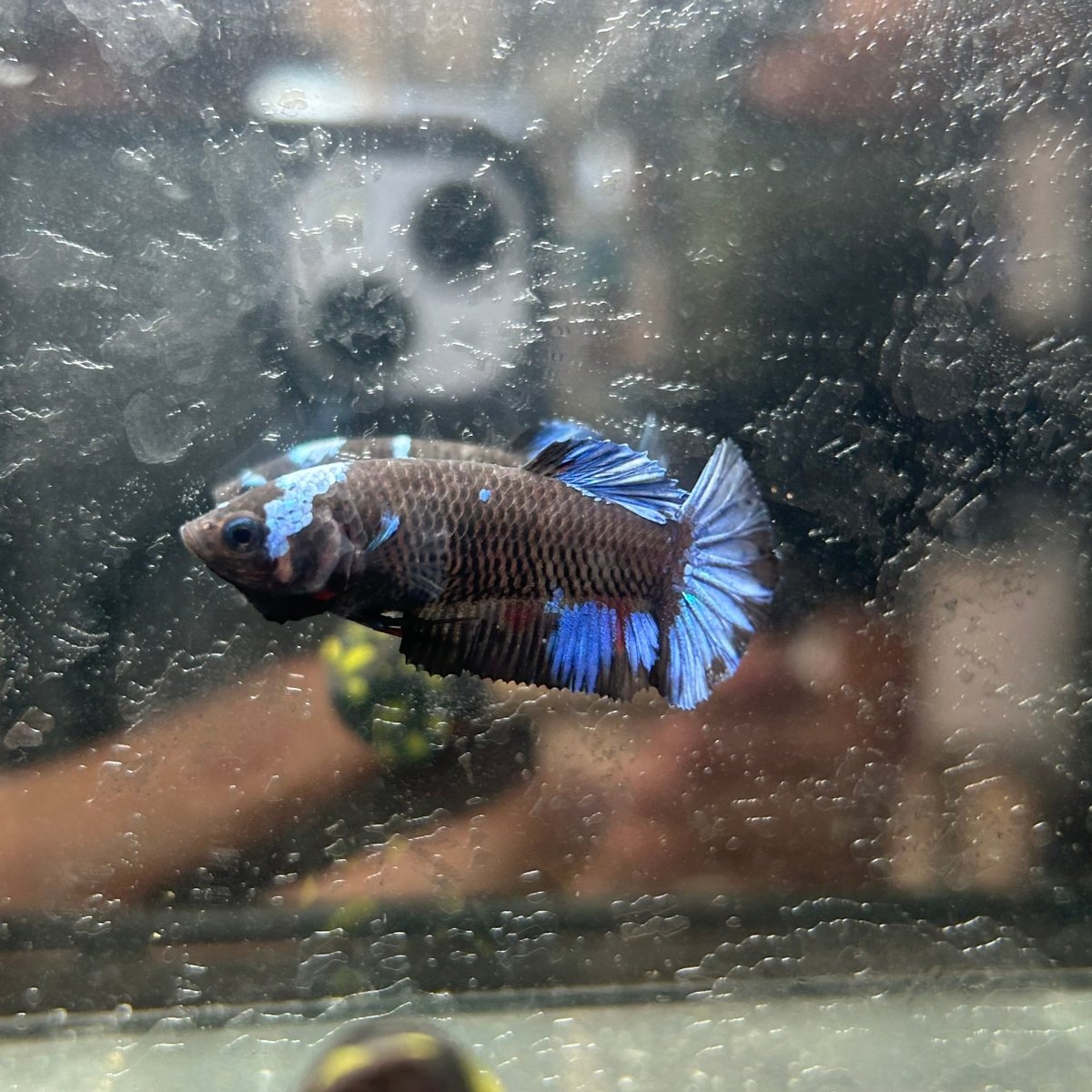 Avarta Copper Plakat - Female Betta 025