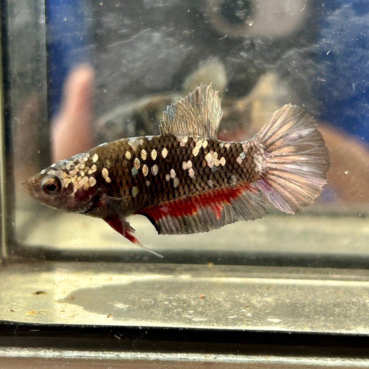 Avarta Copper Plakat - Female Betta 049