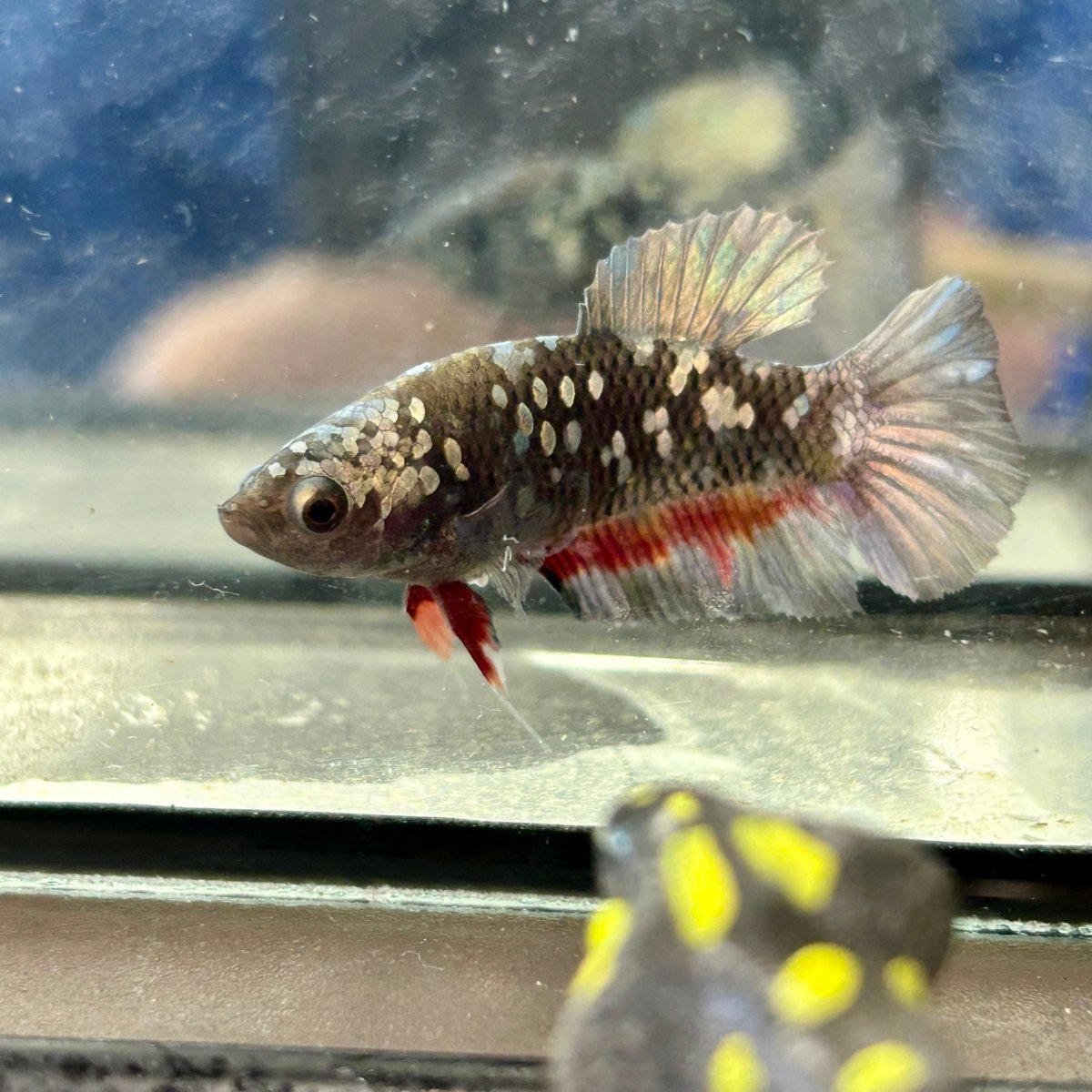 Avarta Copper Plakat - Female Betta 049