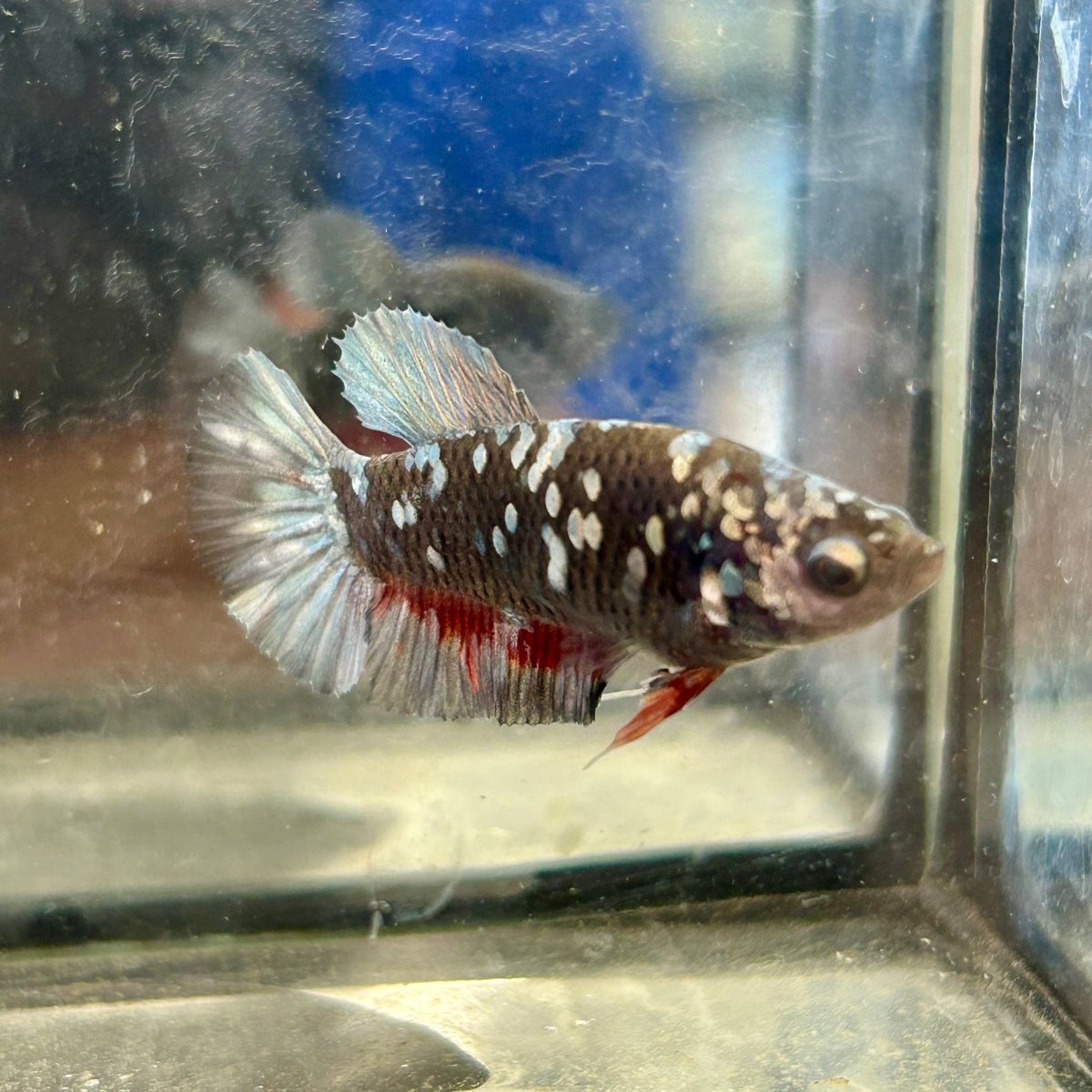 Avarta Copper Plakat - Female Betta 049