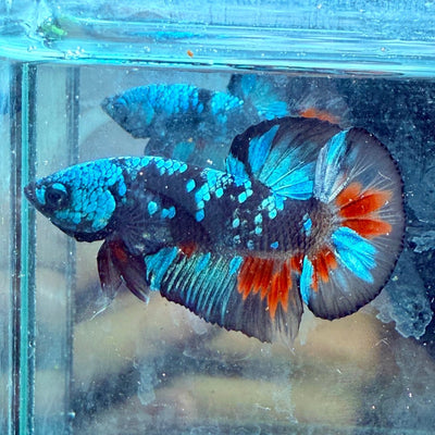 Avarta Copper Plakat - Male Betta 198
