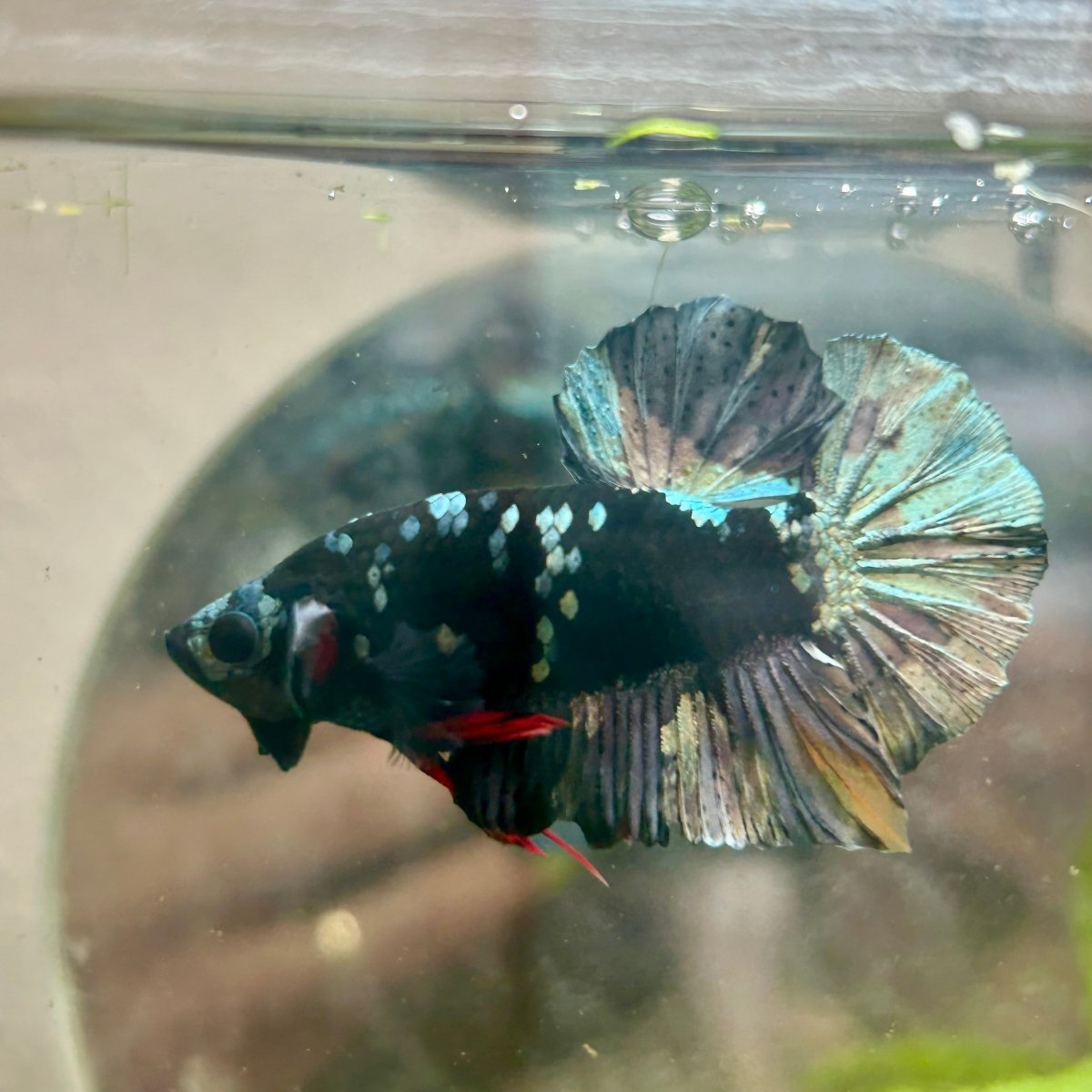 Avarta Copper Plakat - Male Betta 200