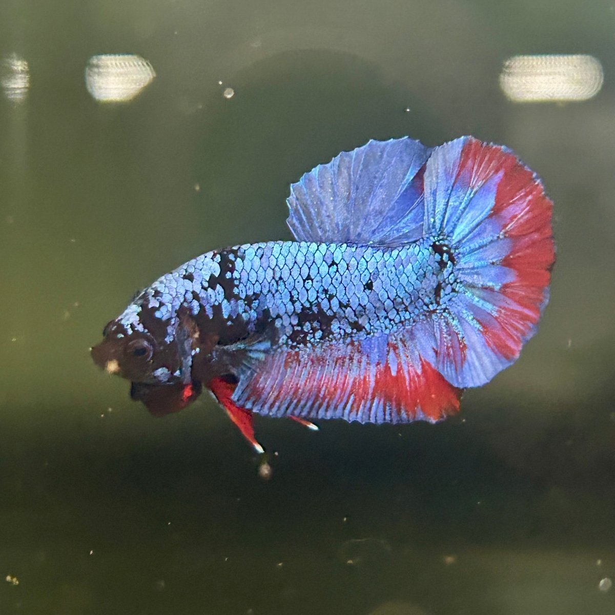Avarta Copper Plakat - Male Betta M21