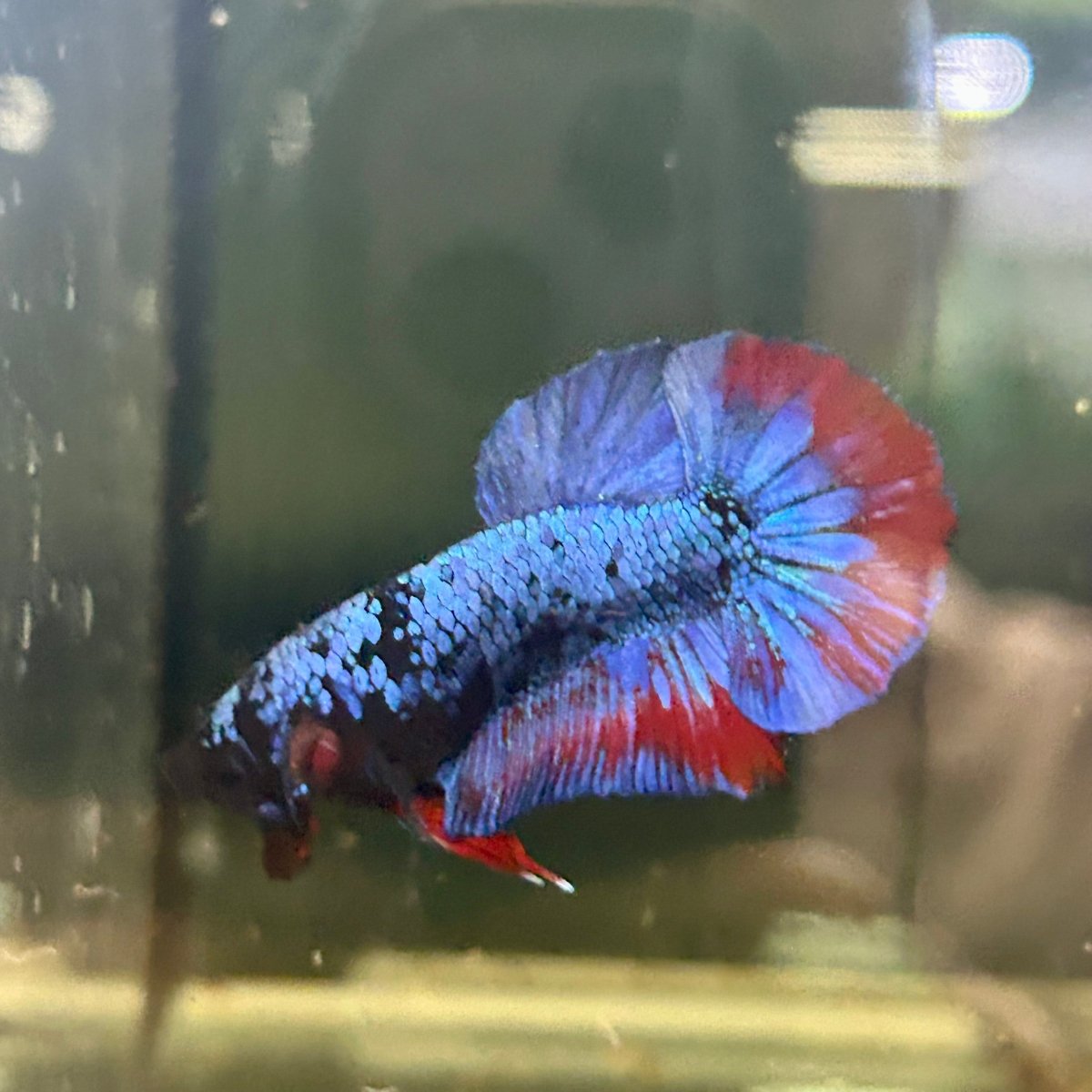Avarta Copper Plakat - Male Betta M21