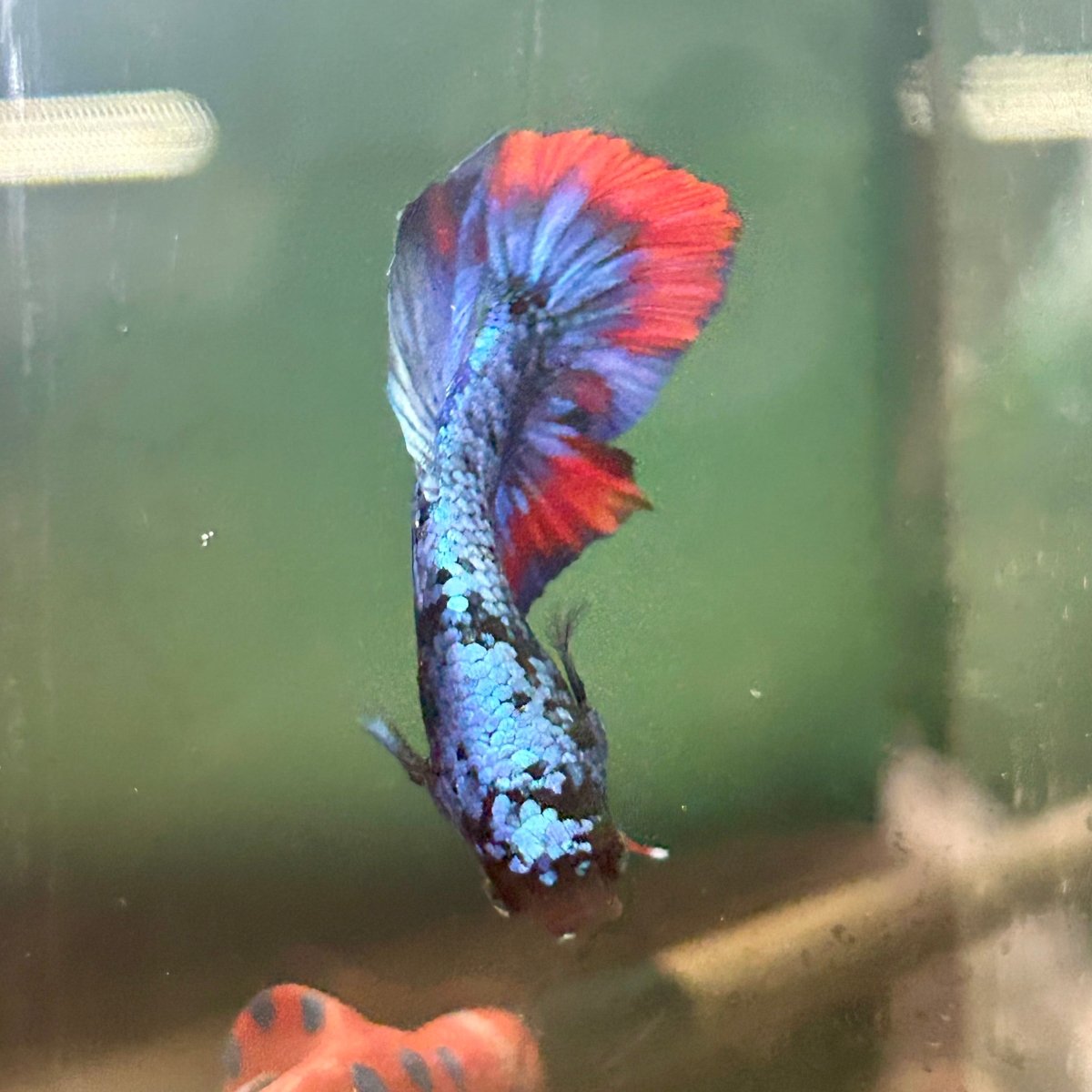 Avarta Copper Plakat - Male Betta M21