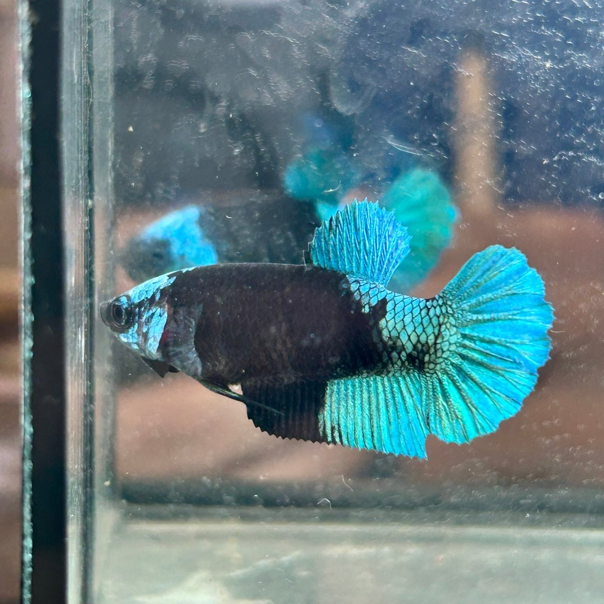 Avarta Green Plakat - Female Betta 152