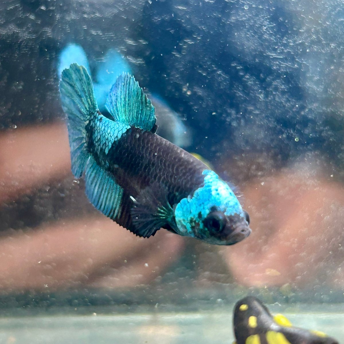 Avarta Green Plakat - Female Betta 152