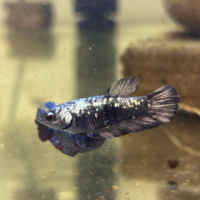 Avarta Nebula - Female Betta