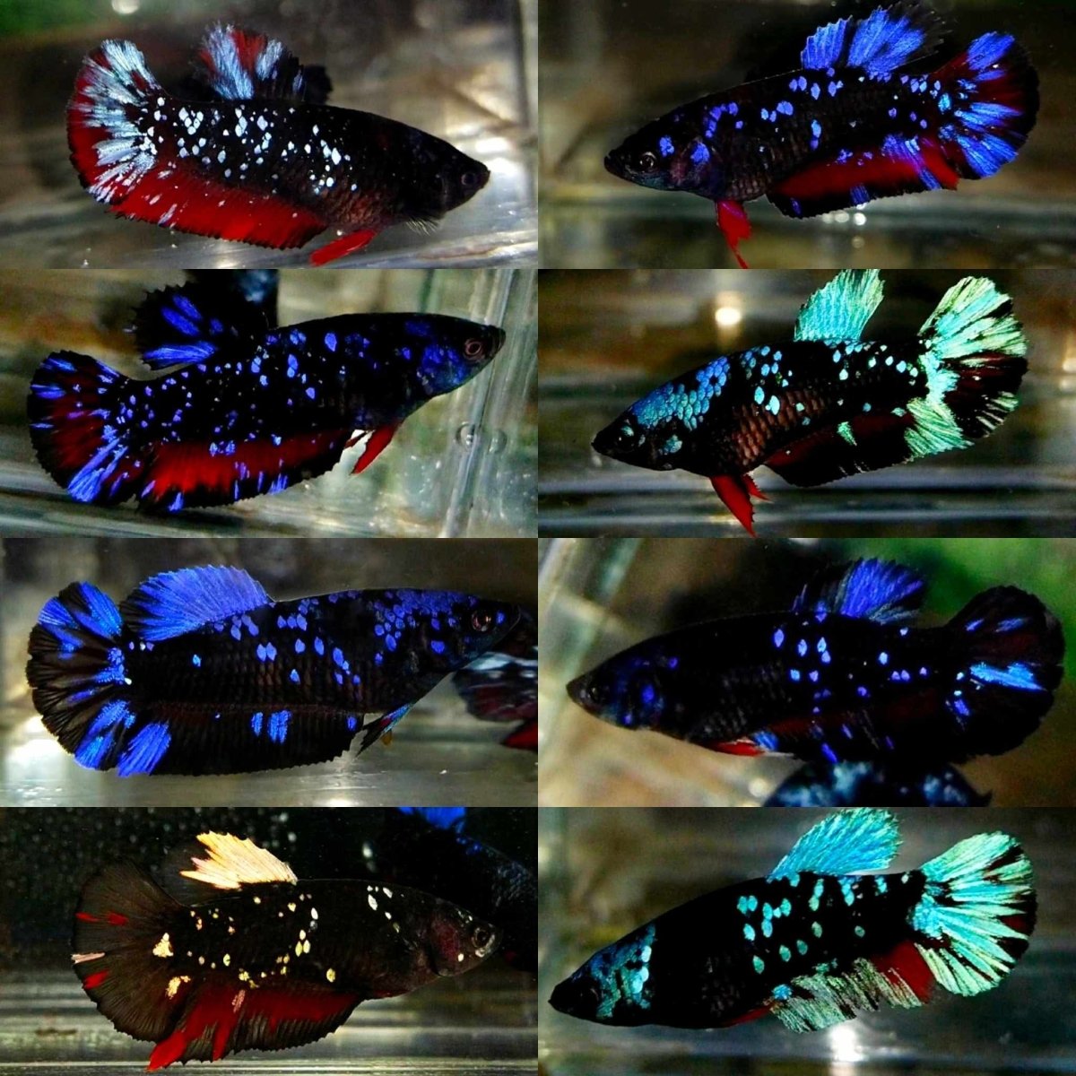 Avarta Nebula Plakat - Female Betta