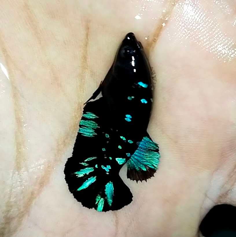 Avarta Nebula Plakat - Female Betta