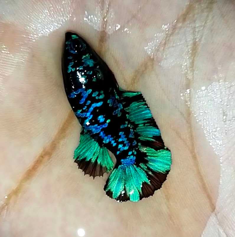 Avarta Nebula Plakat - Female Betta