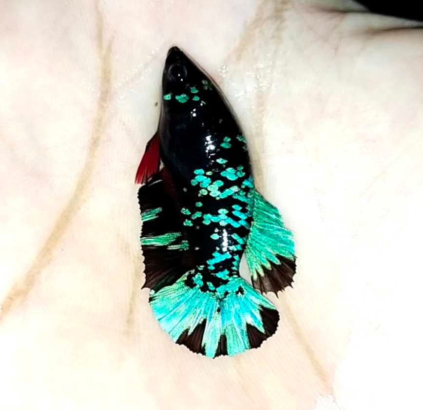 Avarta Nebula Plakat - Female Betta