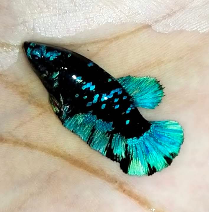 Avarta Nebula Plakat - Female Betta