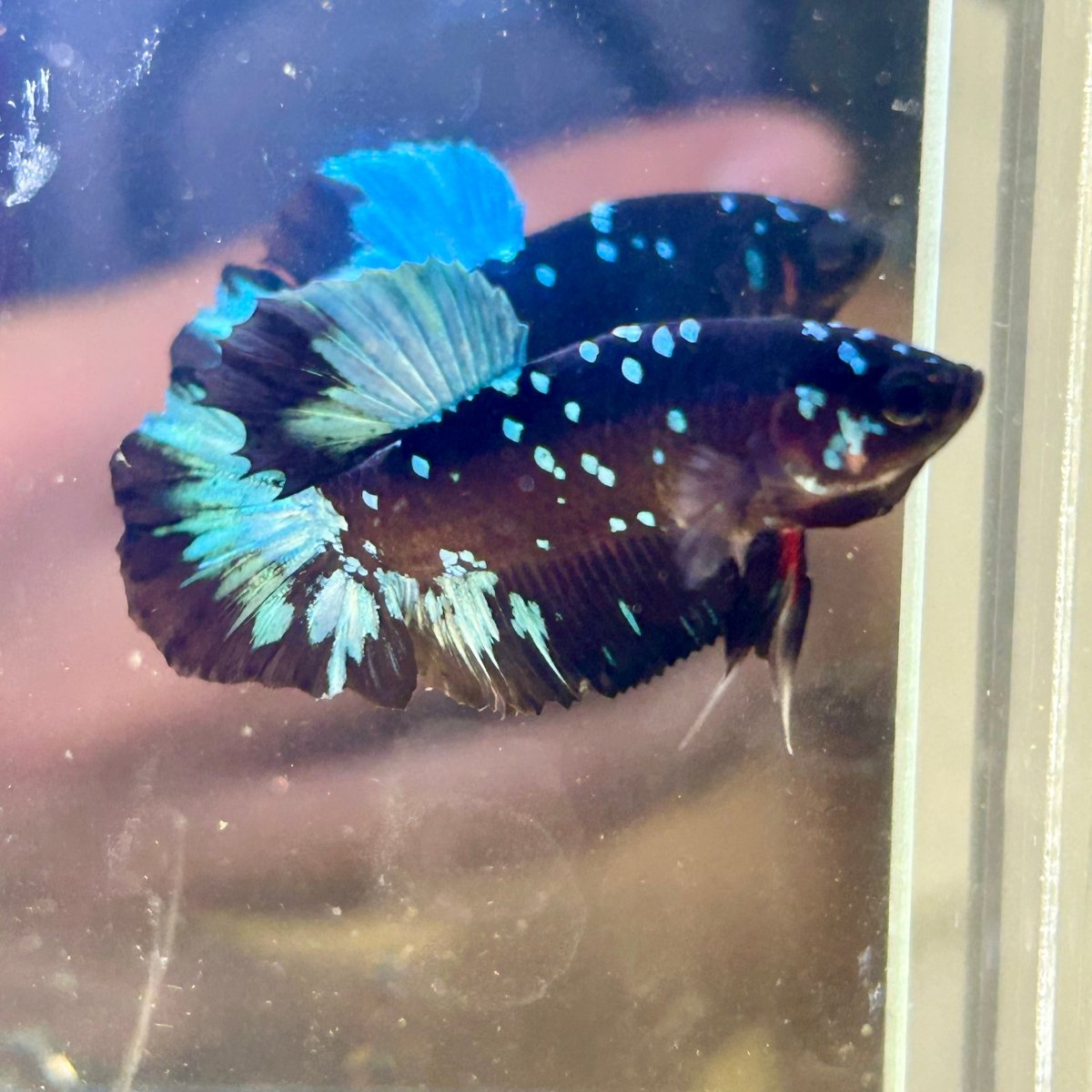 Avarta Nebula Plakat - Male Betta 003