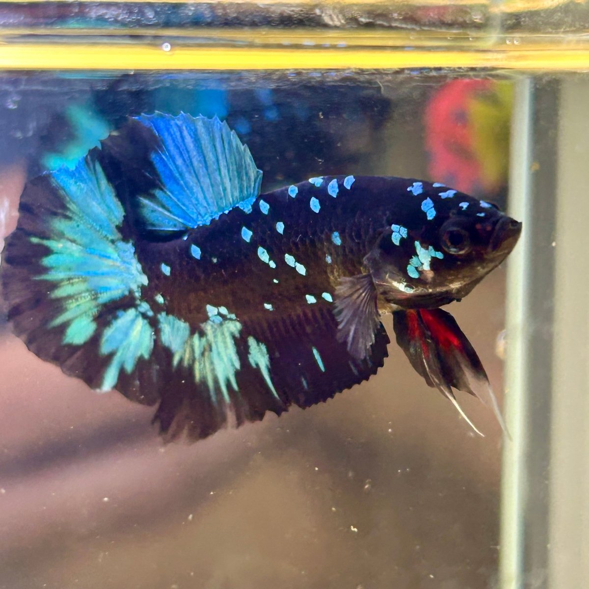 Avarta Nebula Plakat - Male Betta 003