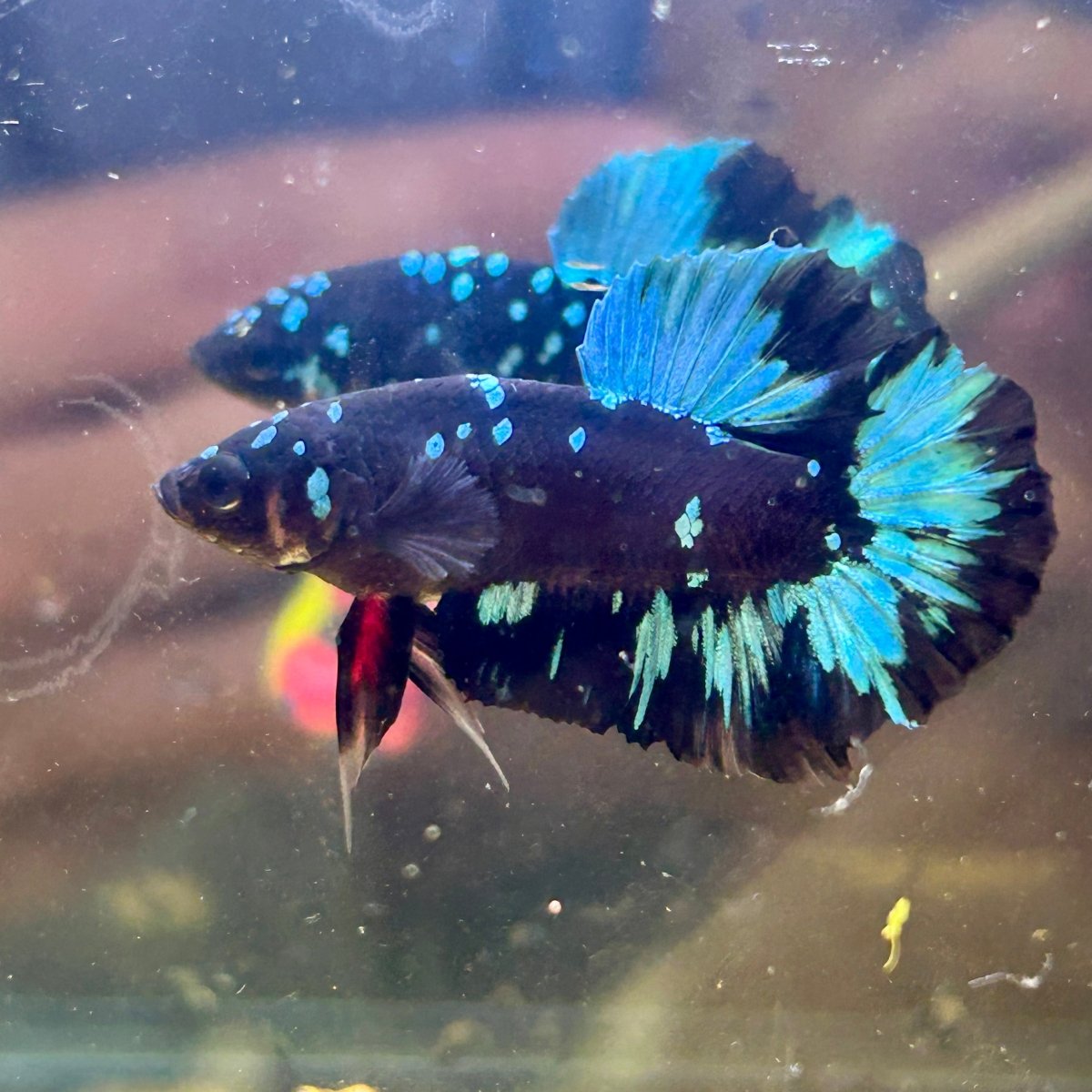 Avarta Nebula Plakat - Male Betta 003