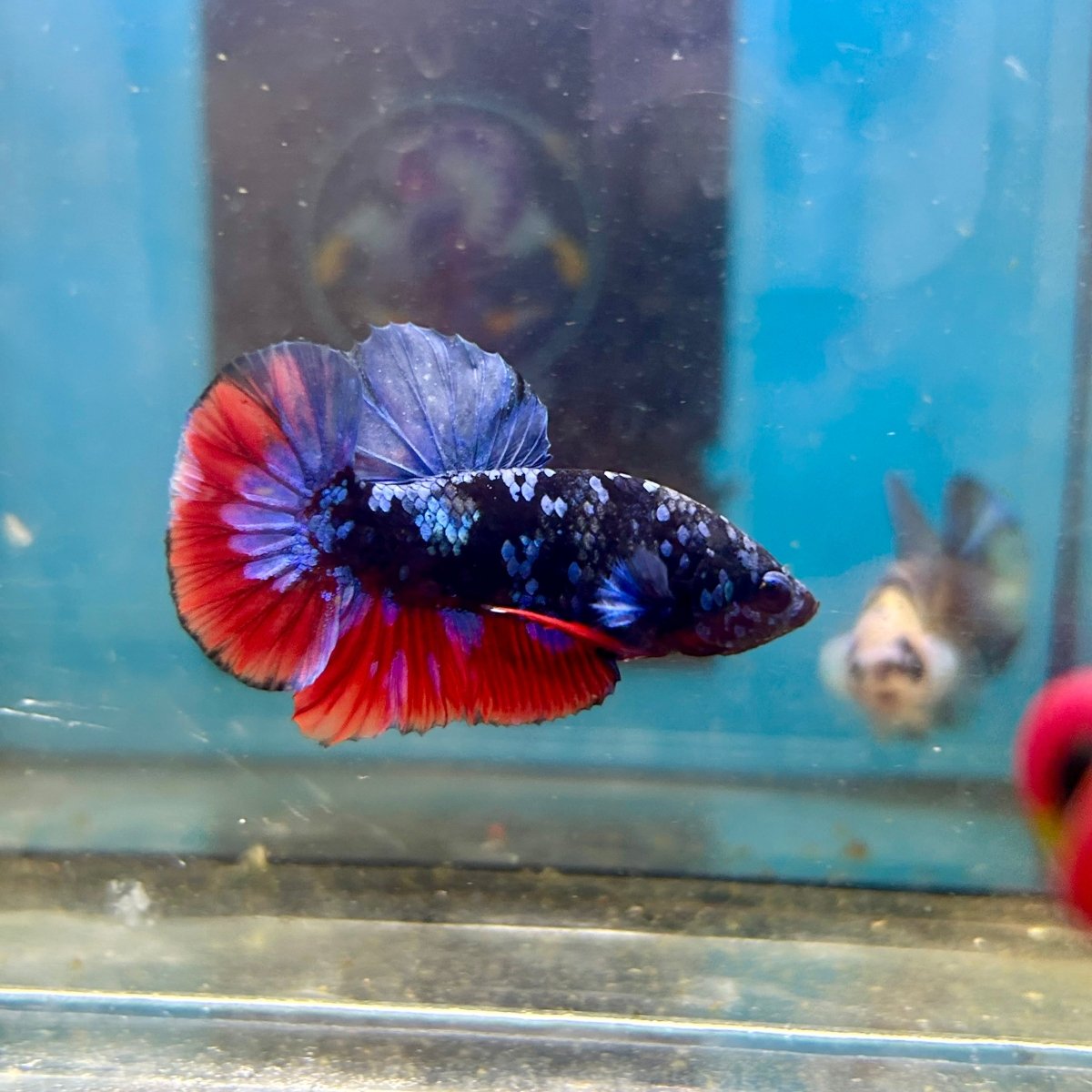 Avarta Nebula Plakat - Male Betta 020