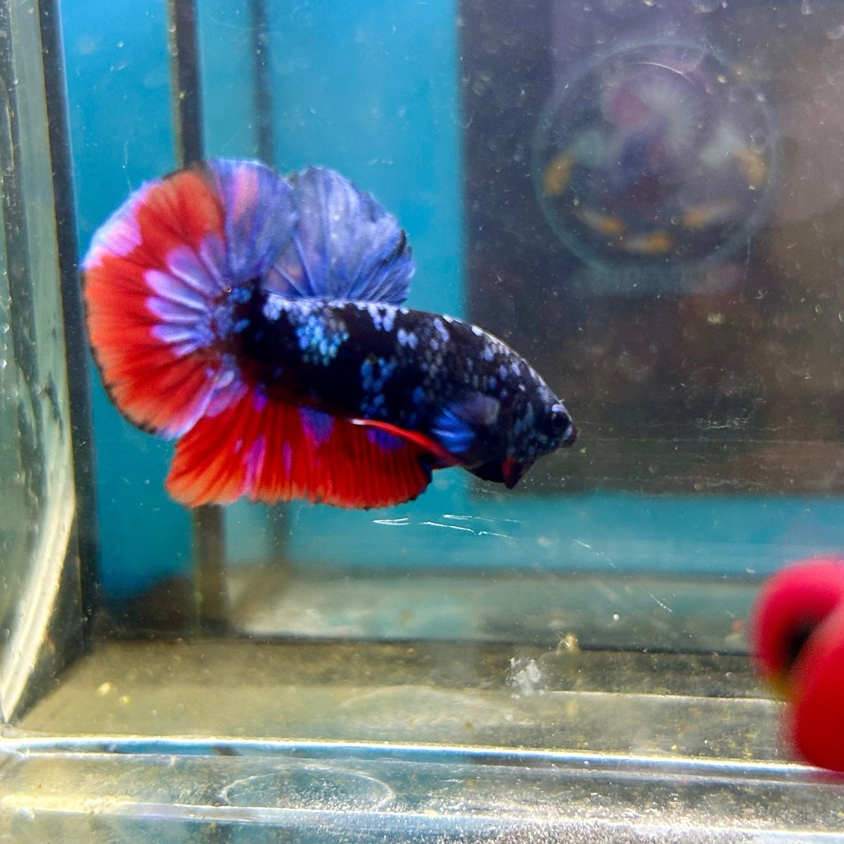 Avarta Nebula Plakat - Male Betta 020