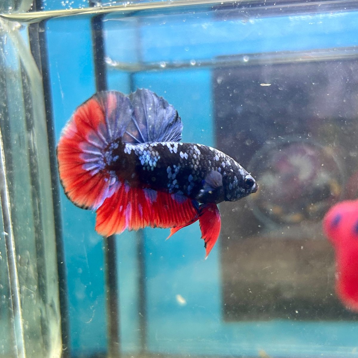 Avarta Nebula Plakat - Male Betta 020