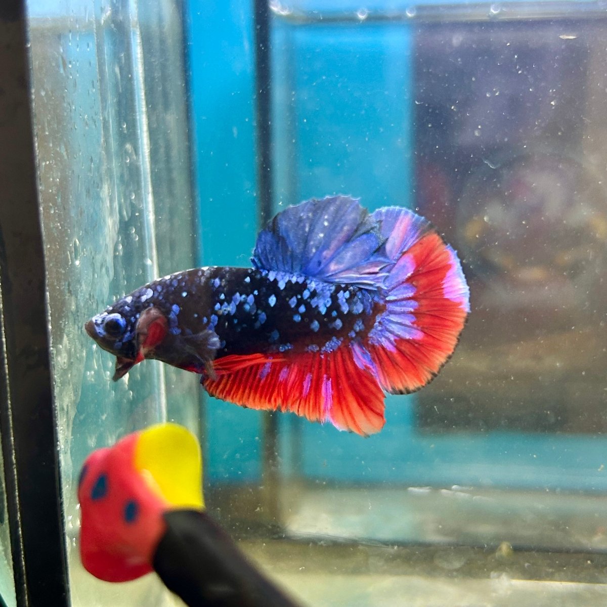 Avarta Nebula Plakat - Male Betta 020