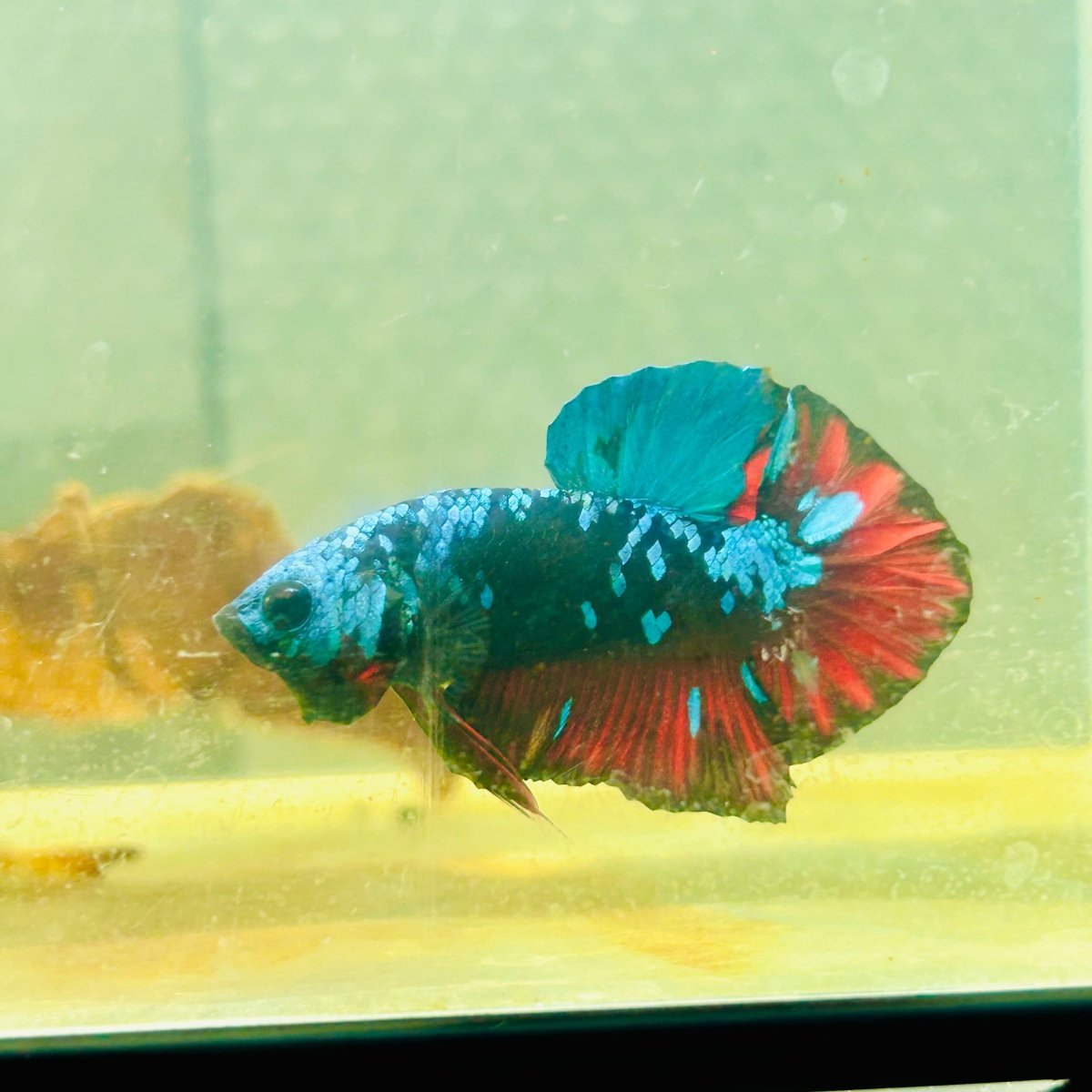 Avarta Nebula Plakat - Male Betta 039