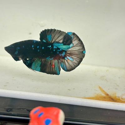 Avarta Nebula Plakat - Male Betta 047