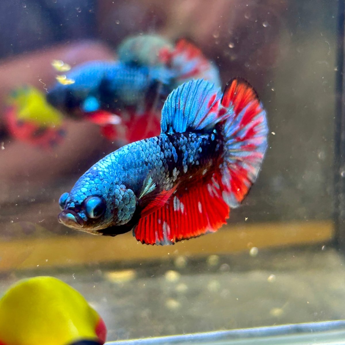 Avarta Nebula Plakat - Male Betta 059