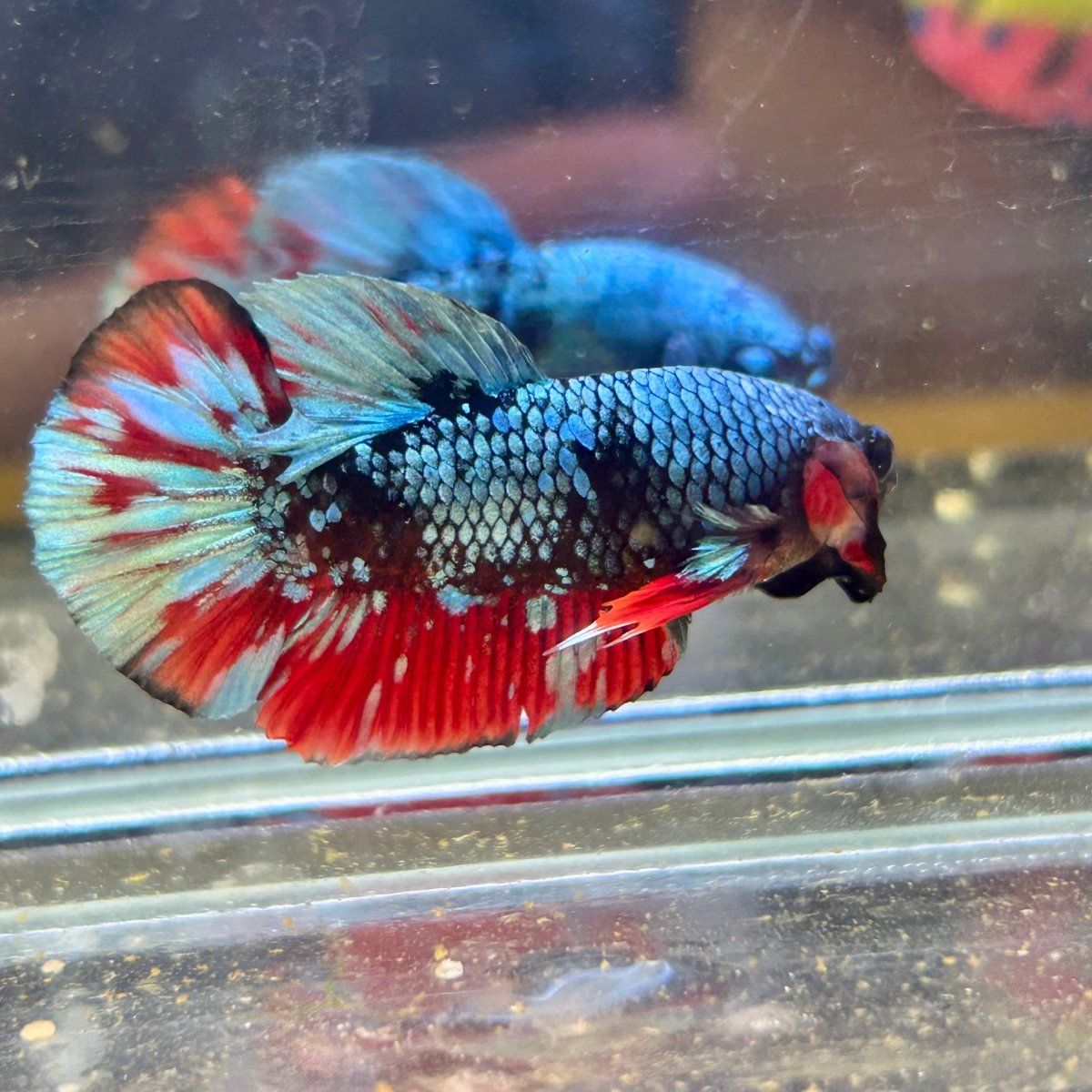 Avarta Nebula Plakat - Male Betta 059