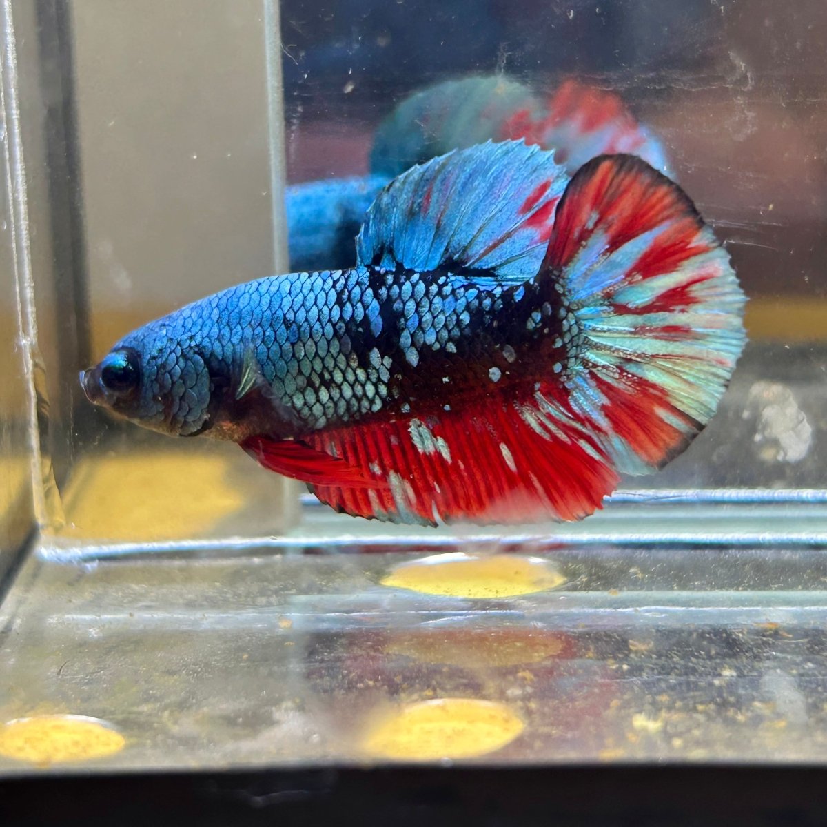 Avarta Nebula Plakat - Male Betta 059