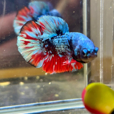 Avarta Nebula Plakat - Male Betta 059