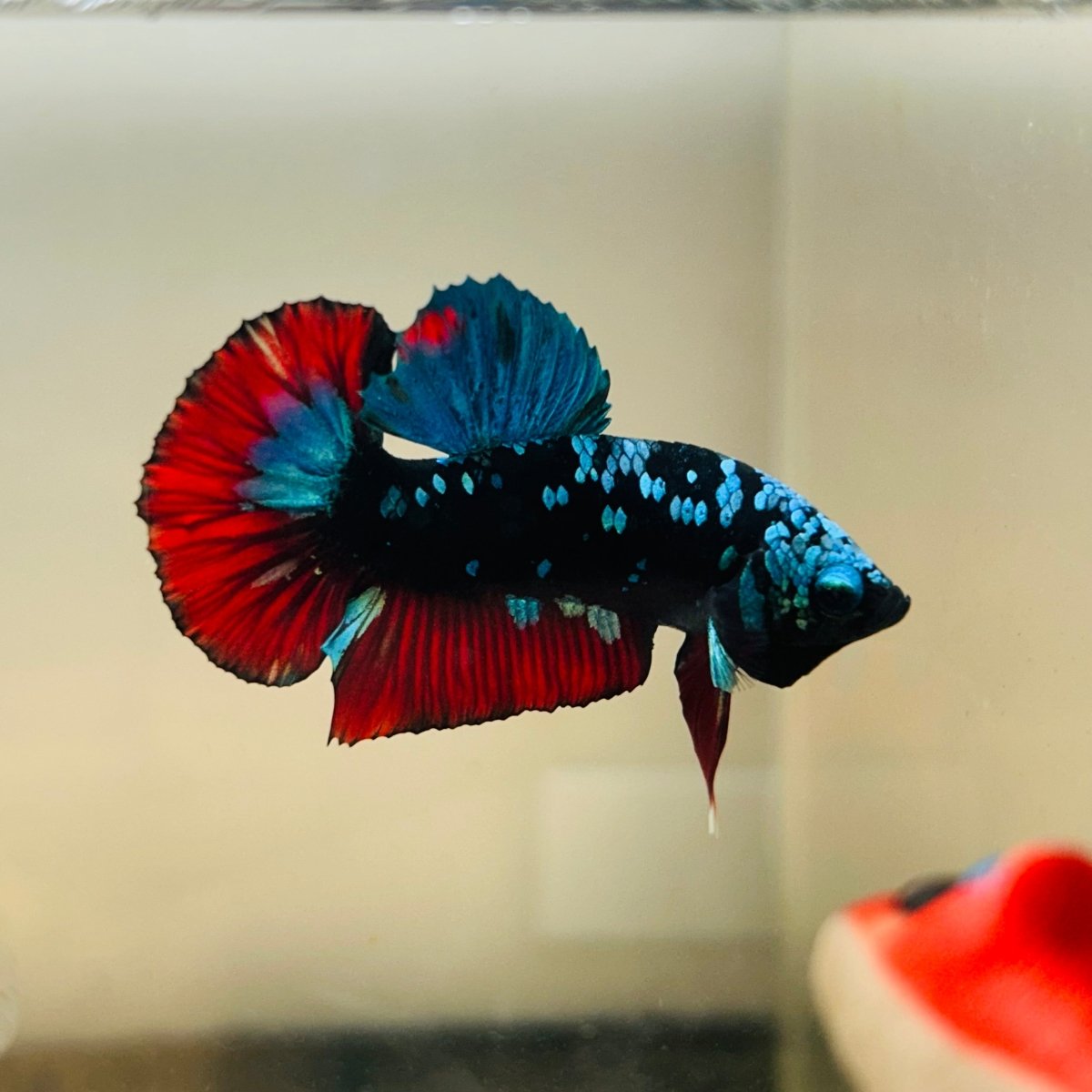 Avarta Nebula Plakat - Male Betta 097