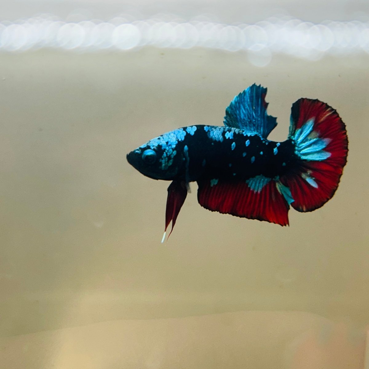 Avarta Nebula Plakat - Male Betta 097