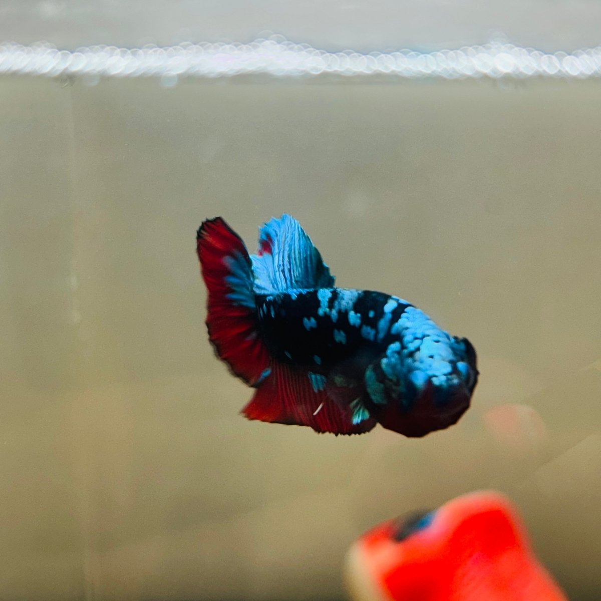 Avarta Nebula Plakat - Male Betta 097