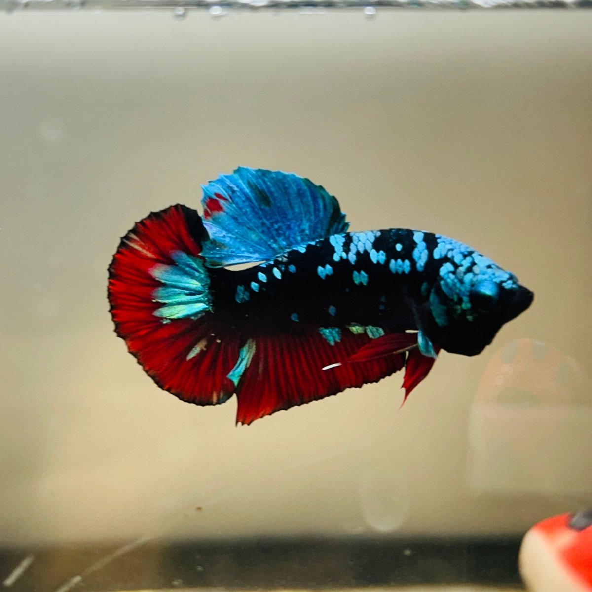 Avarta Nebula Plakat - Male Betta 097