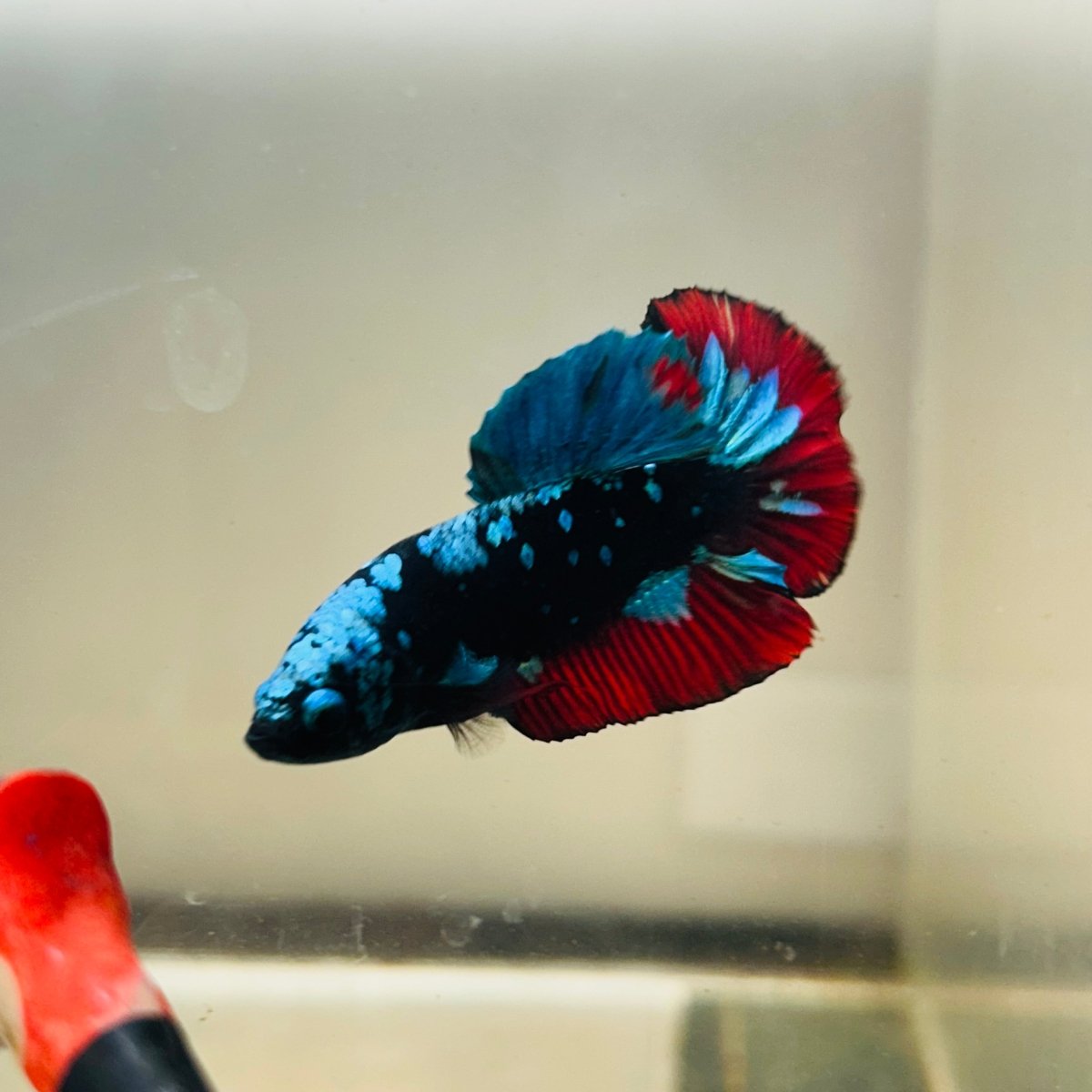 Avarta Nebula Plakat - Male Betta 097