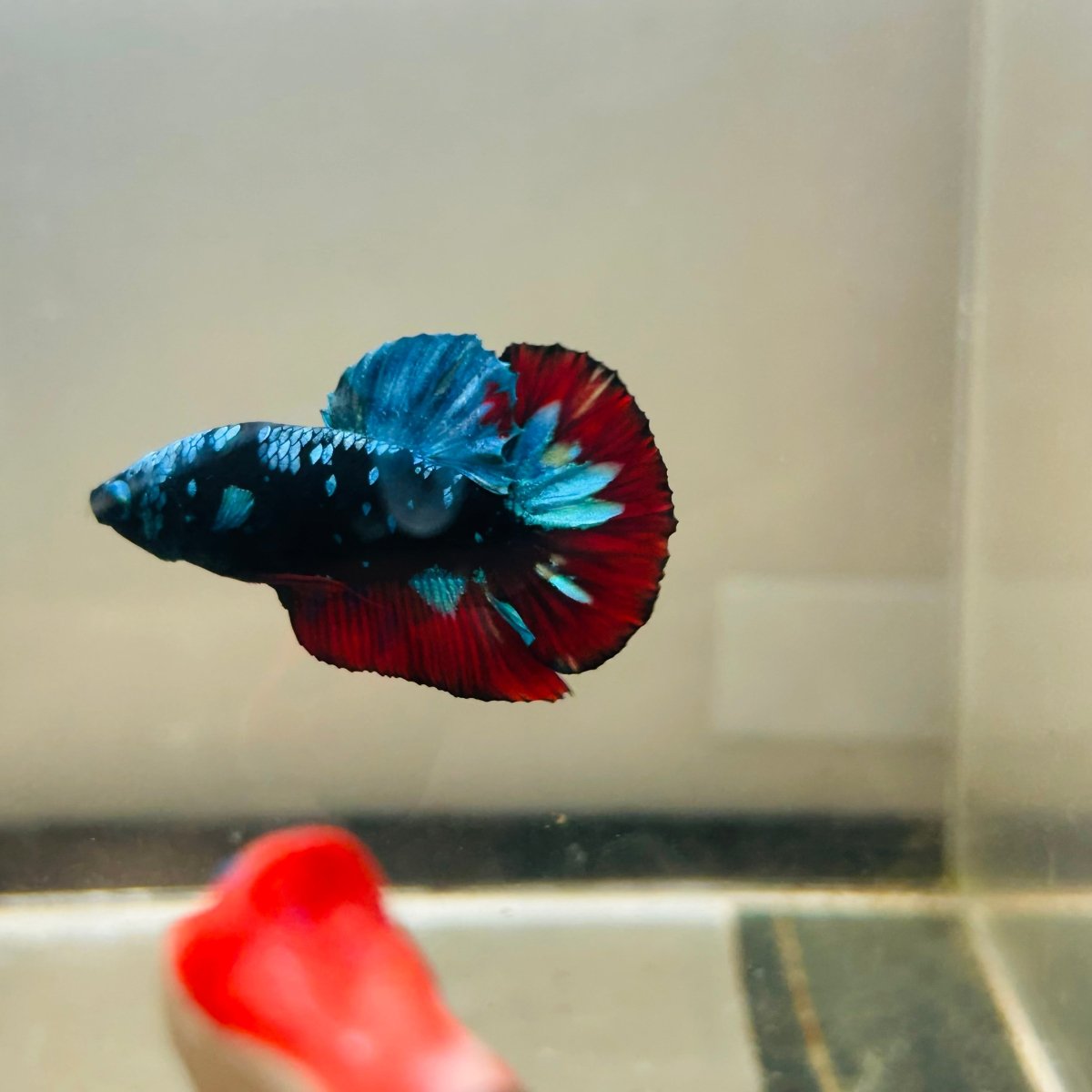 Avarta Nebula Plakat - Male Betta 097