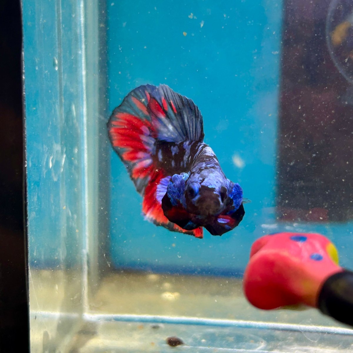Avarta Nebula Plakat - Male Betta 113