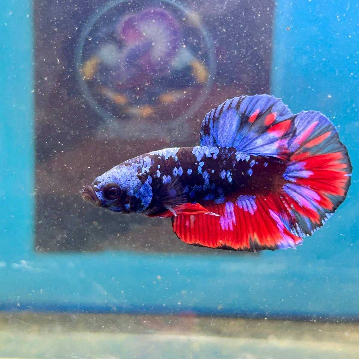 Avarta Nebula Plakat - Male Betta 113