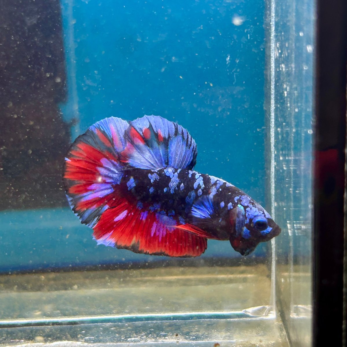 Avarta Nebula Plakat - Male Betta 113