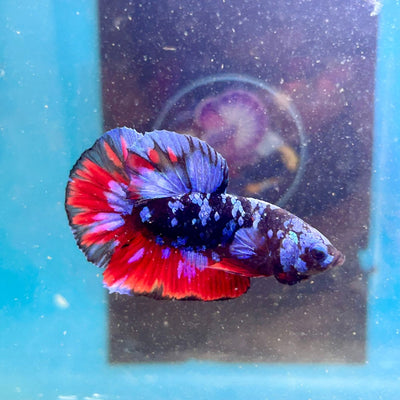 Avarta Nebula Plakat - Male Betta 113