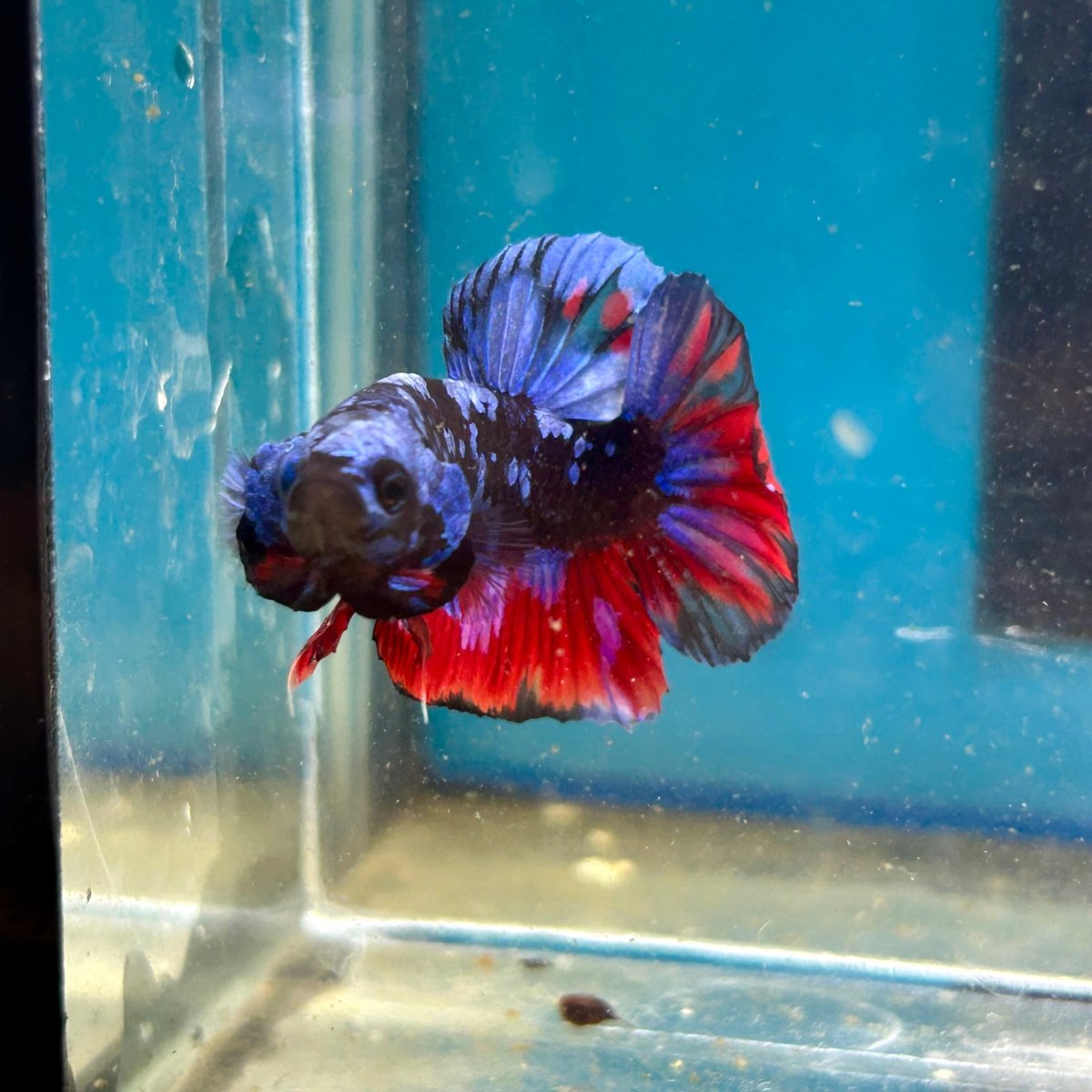 Avarta Nebula Plakat - Male Betta 113