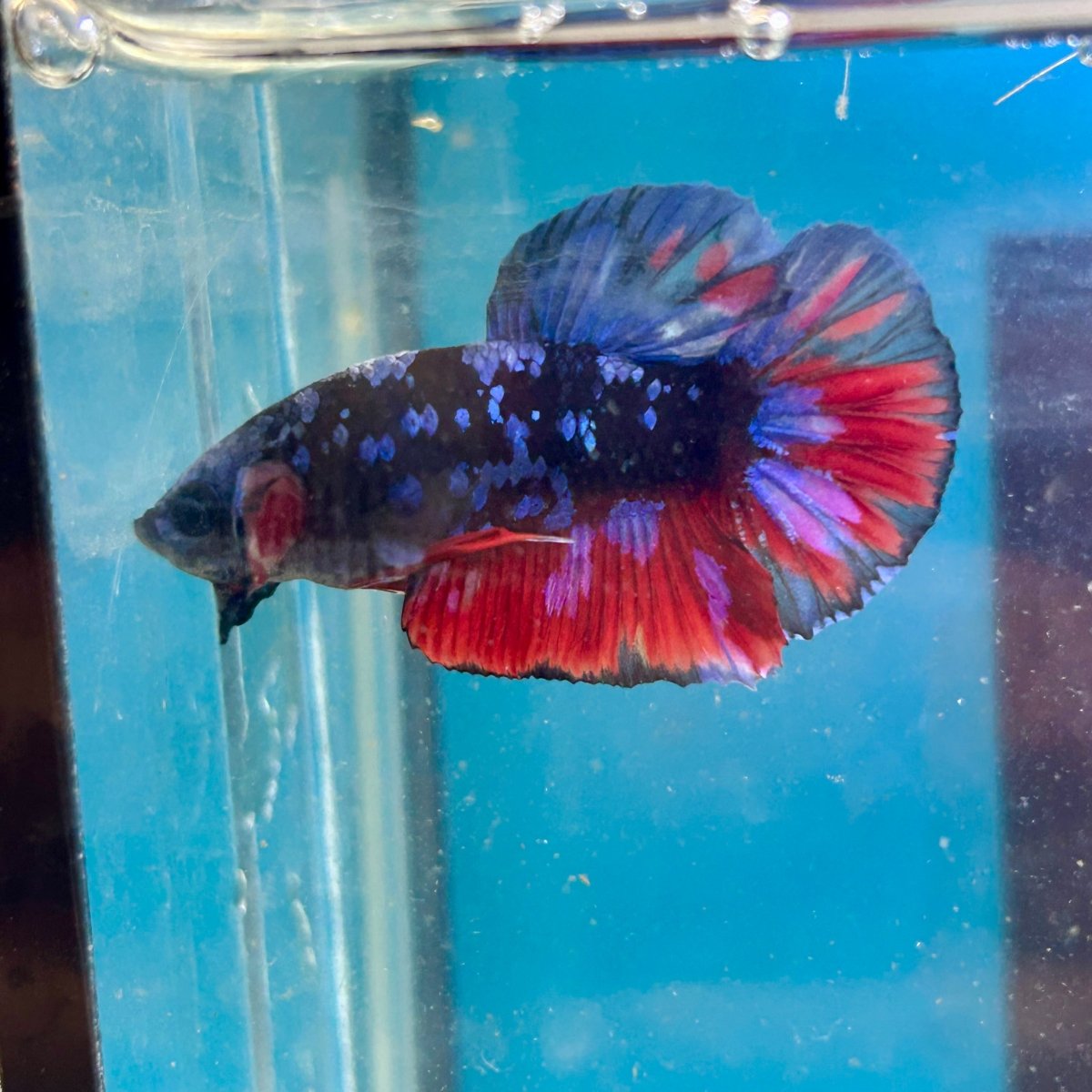 Avarta Nebula Plakat - Male Betta 113