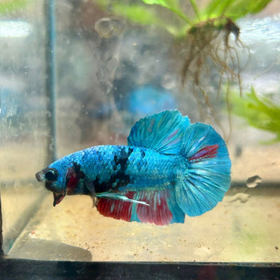 Avarta Nebula Plakat - Male Betta 117