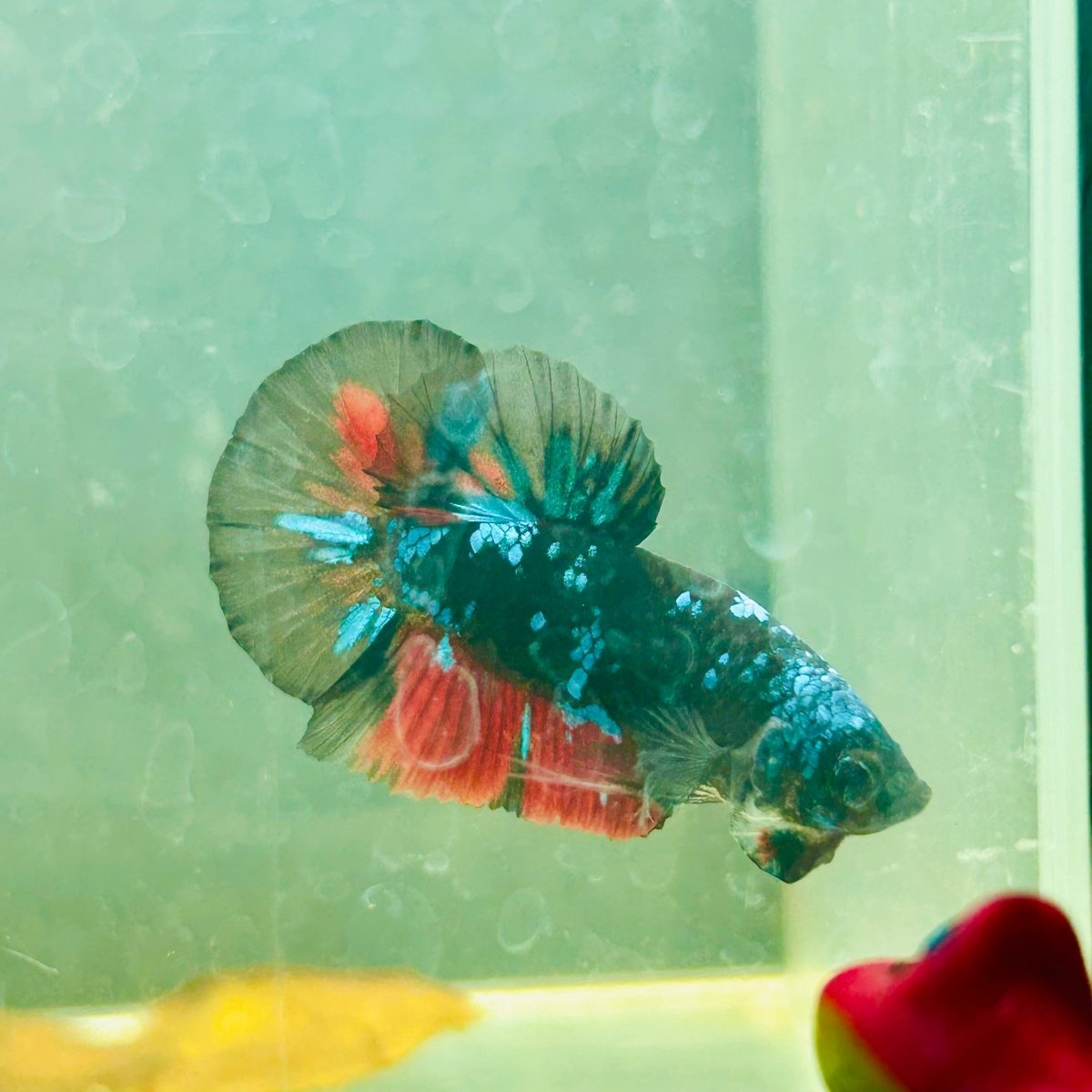 Avarta Nebula Plakat - Male Betta 117