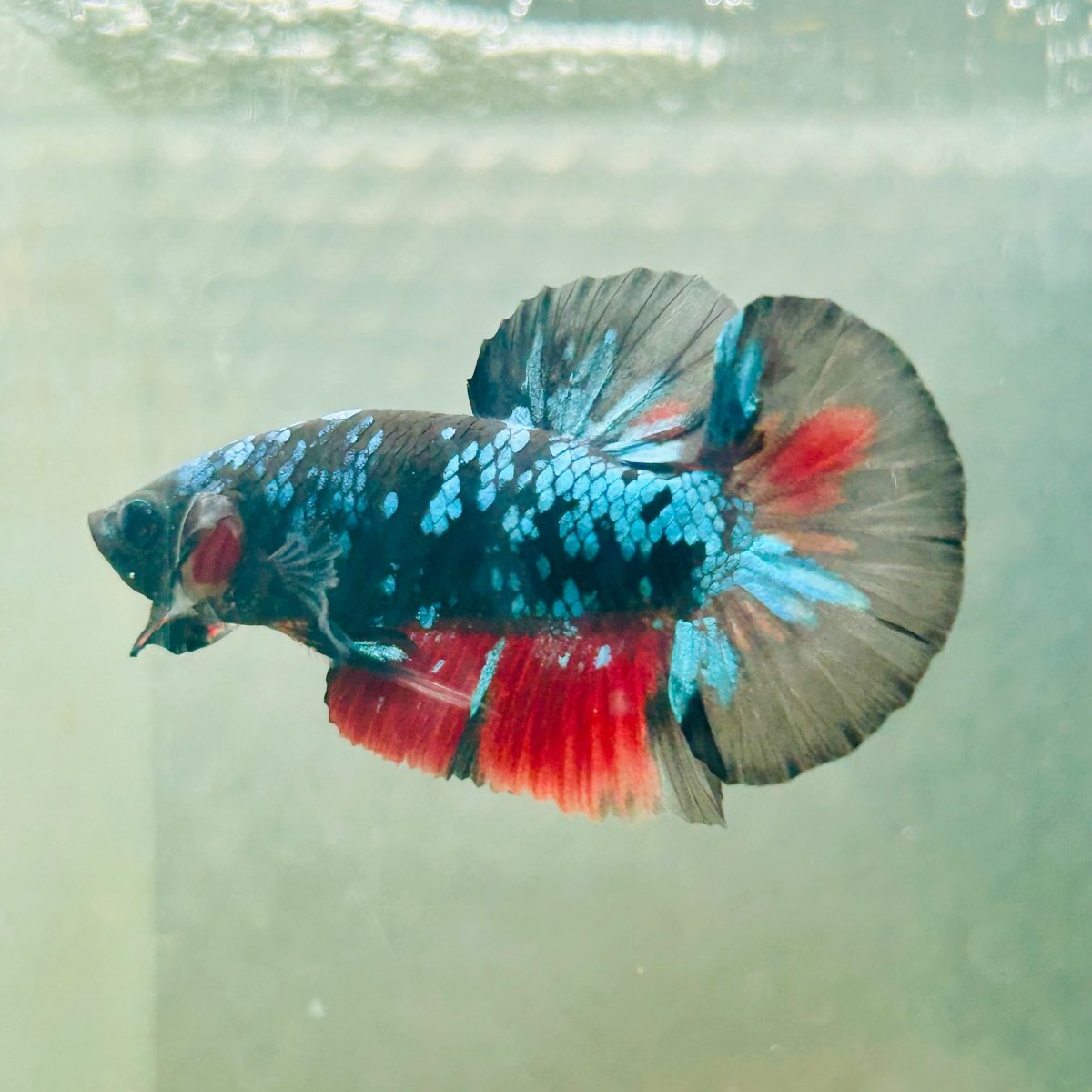 Avarta Nebula Plakat - Male Betta 117