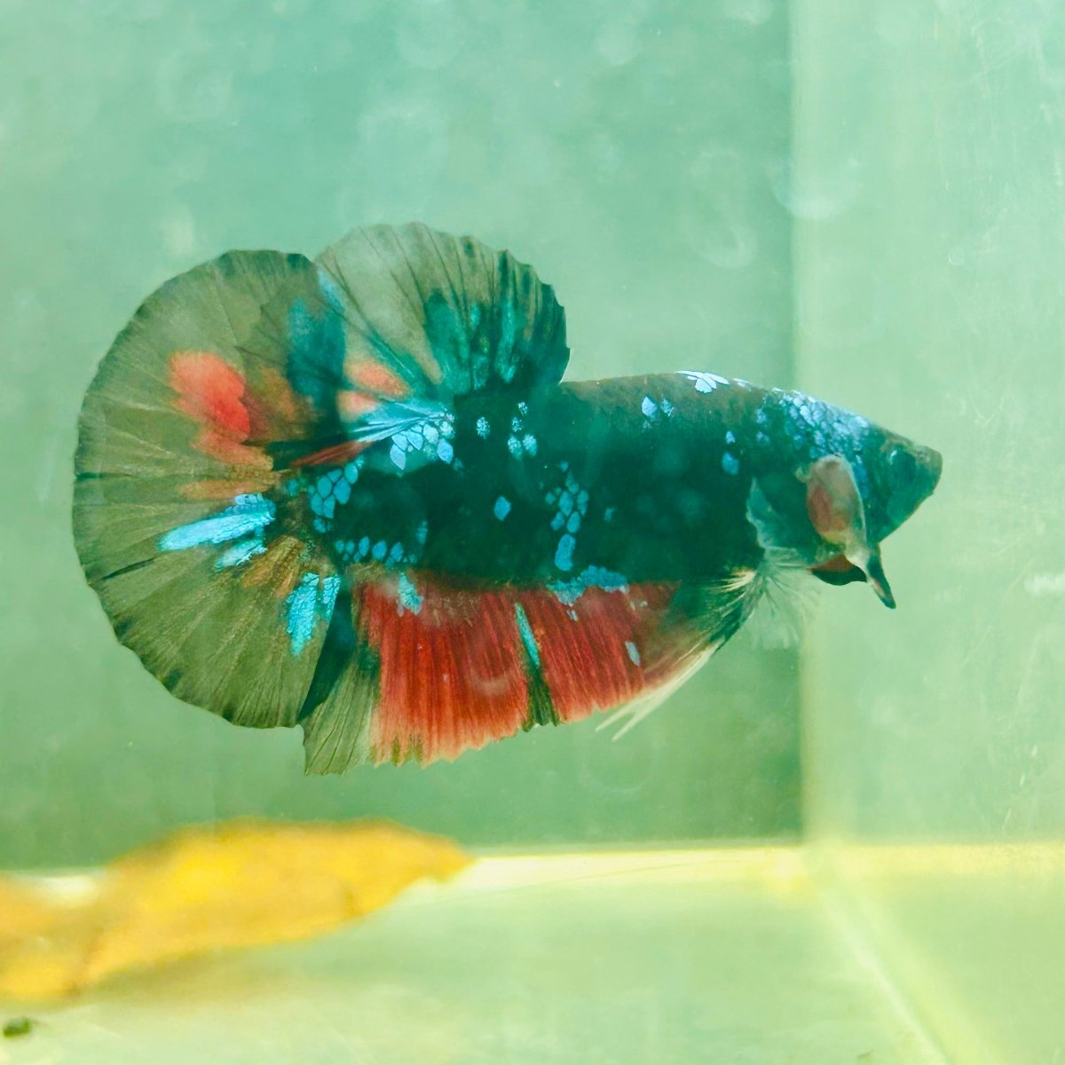 Avarta Nebula Plakat - Male Betta 117