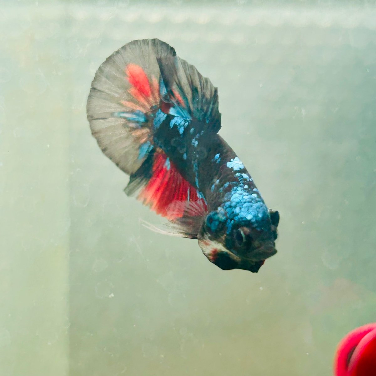 Avarta Nebula Plakat - Male Betta 117
