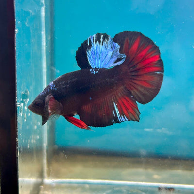 Avarta Nebula Plakat - Male Betta 122